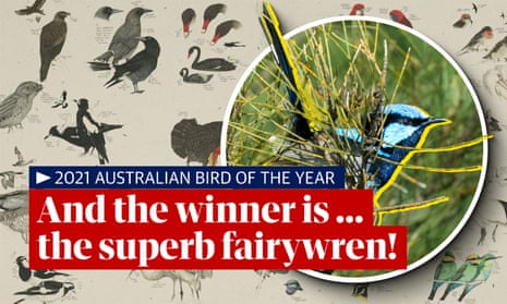And the winner is ... superb fairywren announced as the 2021 Australian bird of the year  – video