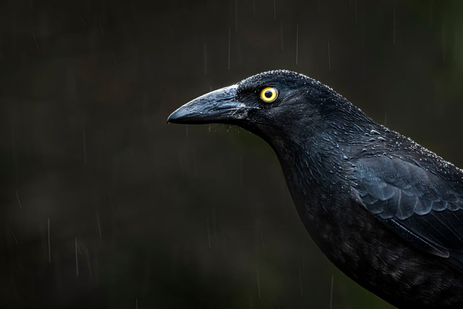 Avian eye: how to take photos of birds that stand out from the flock A pied currawong in the rain in Skenes Creek, Victoria. Photograph: Doug Gimesy