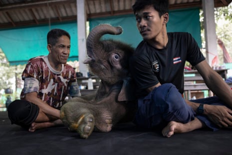 Wildlife officers play with an elephant calf.