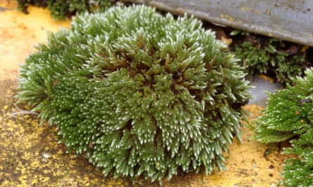 Silver moss, a “superhero” of the plant world.