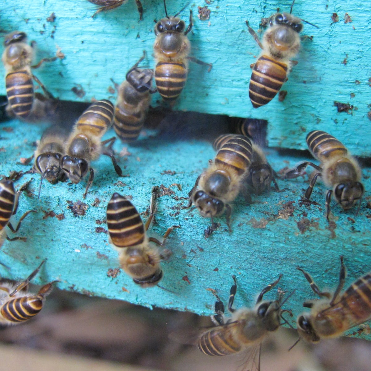 does wet tobacco help a bee sting Honey bees use animal poo to repel giant hornet attacks | Bees does wet tobacco help a bee sting Honey bees use animal poo to repel giant hornet attacks | Bees