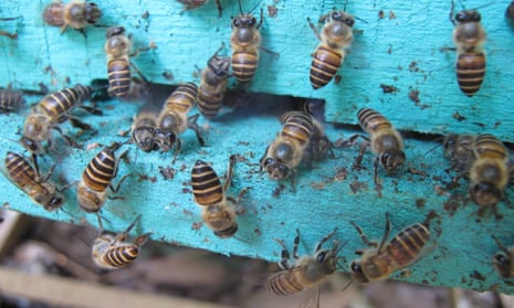 Asian honey bees