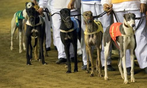 Australian Greyhound Owners Fined Over Exports To Cruel Conditions In China Animal Welfare The Guardian