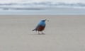 Blue and orange bird by the ocean