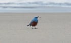 Amateur birder in Oregon accidentally photographs bird never before seen in US