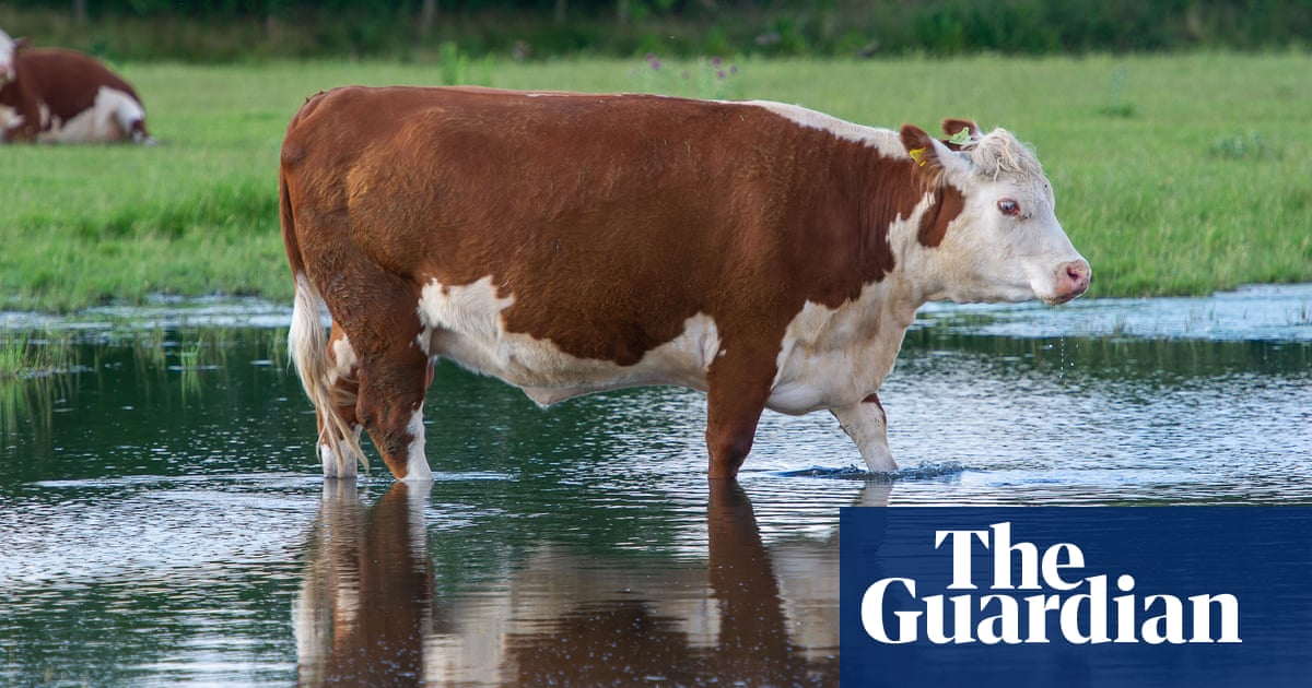 Study suggests bacteria in cow's stomach can break down plastic