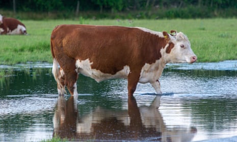 Given that cow diets contain natural polyesters, scientists suspected their stomachs would contain a cornucopia of microbes to degrade all the plant material.