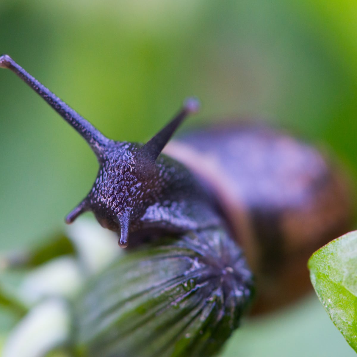 Say Goodbye To Slugs Snails Mice And Badgers Gardening Advice The Guardian Say Goodbye To Slugs Snails Mice And Badgers Gardening Advice The Guardian