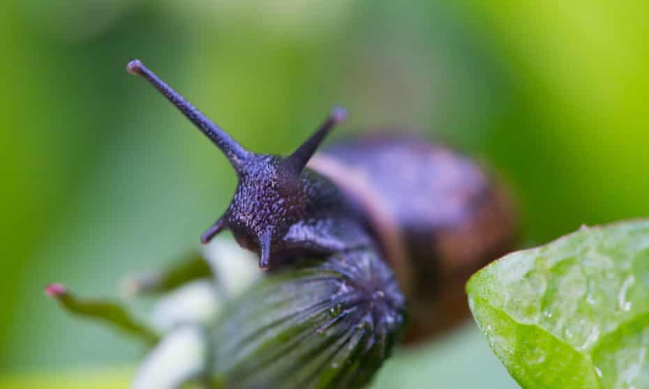A snail looking around on a leaf.