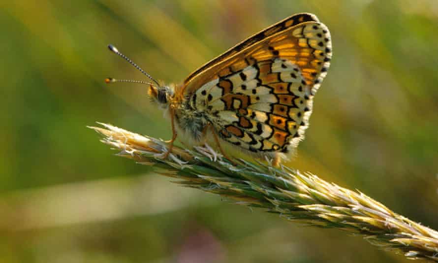 Glanville Fritillaria.