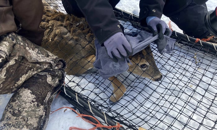 US scientists step up efforts to research Covid in bears, deer and other animals | Coronavirus | The Guardian