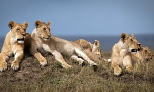 The Marsh Pride, led by Charm, are a close-knit family of mothers and their growing cubs, in a shot from the BBC One series Dynasties.