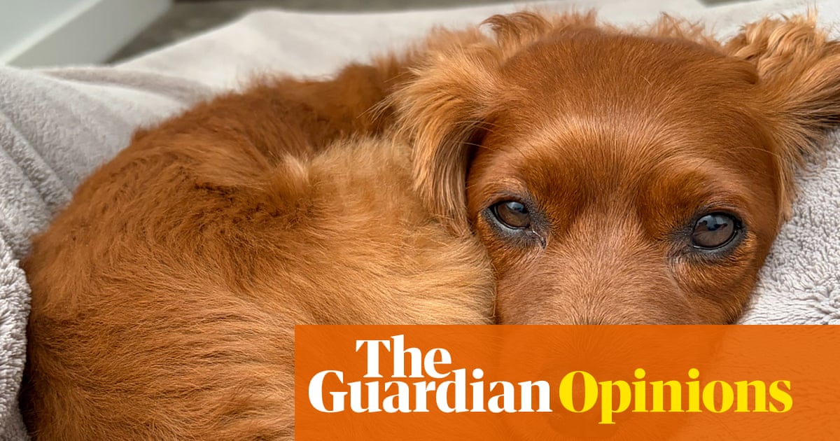 Our dog's affections remain a sweet mystery even as Odie turns five today | Ranjana Srivastava