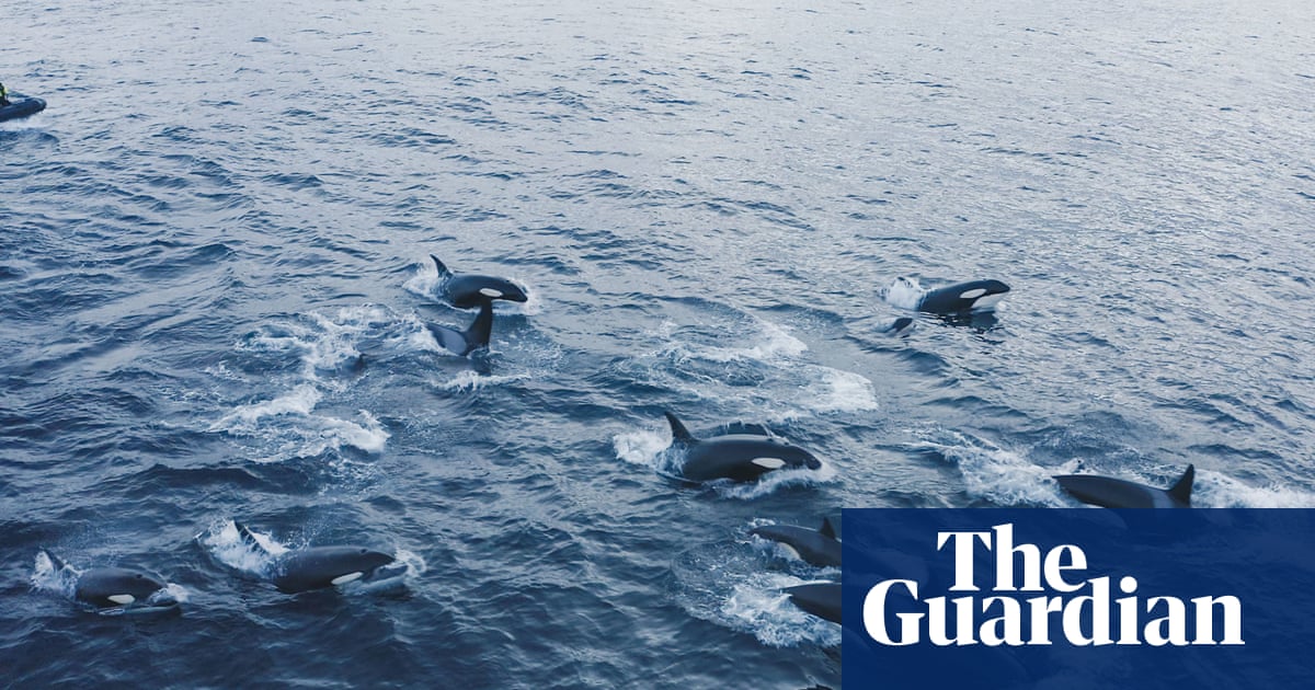 Concern for orcas trapped in drift ice off Hokkaido coast in Japan