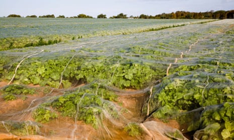A turnip crop growing in a field under protective sheeting in Alderton, Suffolk, England.