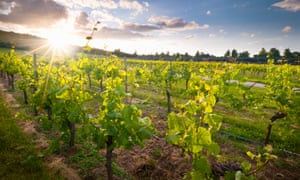 Denbies vineyard, in Surrey, England.