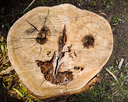 A tree stump with holes resembling eyes, nose and mouth