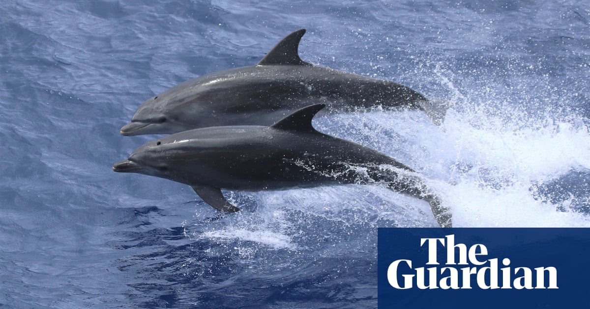 Bottlenose dolphins being caught and killed in WA trawl nets at ‘unsustainable’ levels