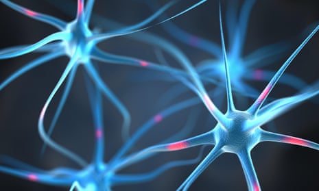 Neurons in the brain.