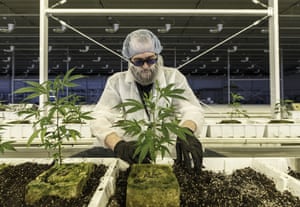 Marijuana plants at a facility in Alberta, Canada.