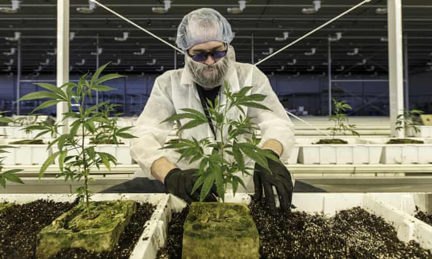 ‘Canada made cannabis boring’: plants being tended at Aurora.