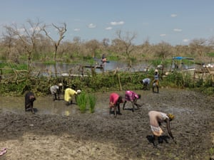 Pessoas em Paguir plantando arroz nas águas da enchente