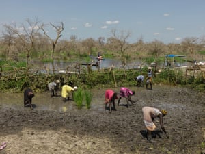 People in Paguir planting rice in the flood waters