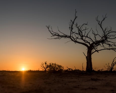 Sunrise across the Australian desert with a black tree in the foreground