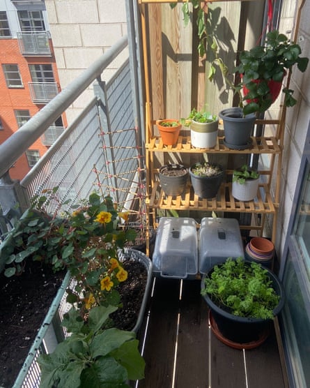 Plants in pots on the balcony