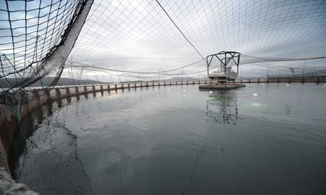 nets surrounding an open-water salmon farm pen
