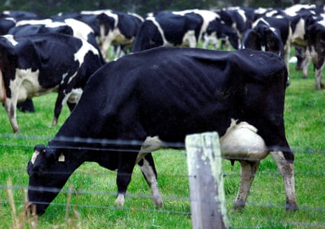 Dairy cows eat grass in a paddock on the New South Wales south coast near the town of Nowra