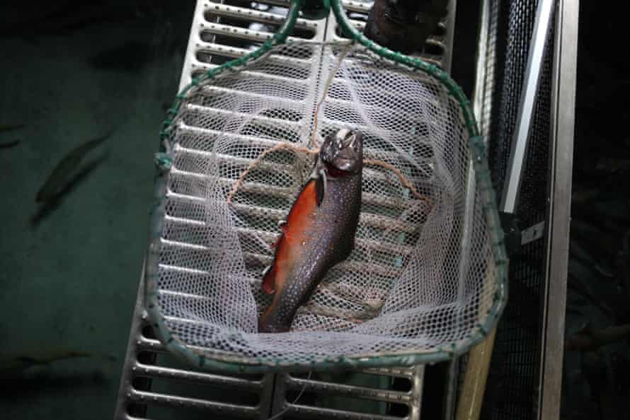 Trojan brook trout in a net at the Hayspur fish hatchery.