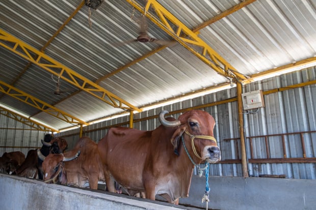 Fans keep the cowshed cooler and protect against heat stress on Kailas Ramasamy’s farm.