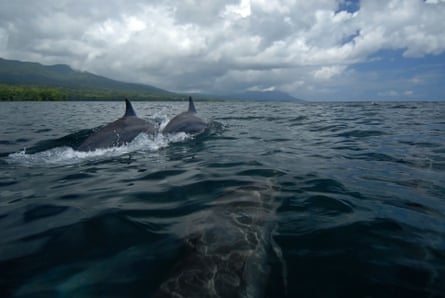 Dolphins near Tetepare Island