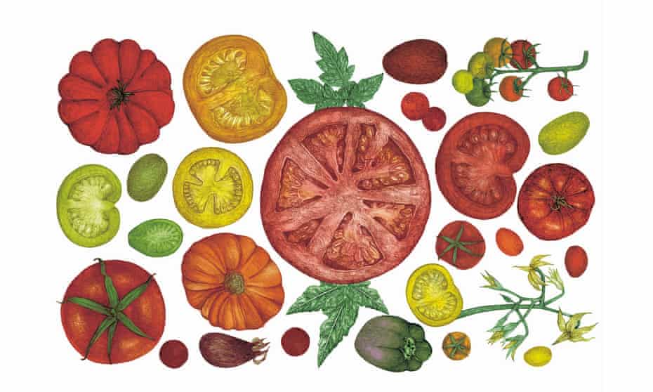 Tomatoes drawing by Lucille Clerc, from Around the World in 80 Plants.
