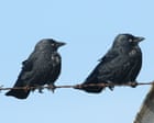 What links Buzzard, Jackdaw and Rosebank? The Saturday quiz