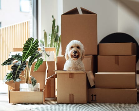 A cute goldendoodle dog sitting inside a delivery box against stacked cardboard boxes in a living room.