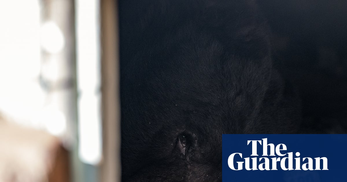 ‘We call him … unbearable’: California homeowner laments uninvited beast | Los Angeles ‘We call him … unbearable’: California homeowner laments uninvited beast | Los Angeles