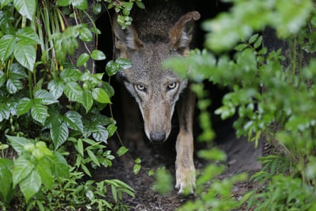 A female red wolf emerges from her den