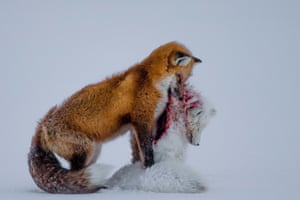 Wildlife photographer of the year winner and mammals category winner: <em>A tale of two foxe</em>s by Don Gutoski (Canada). <br>‘Surprising behaviour, witnessed in Wapusk national park, on Hudson Bay, Canada, in early winter. Red foxes don’t actively hunt Arctic foxes, but where the ranges of two predators overlap, there can be conflict<strong>. </strong>In this case, it led to a deadly attack. Though the light was poor, the snow-covered tundra provided the backdrop for the moment that the red fox paused with the smaller fox in its mouth in a grim pose.’