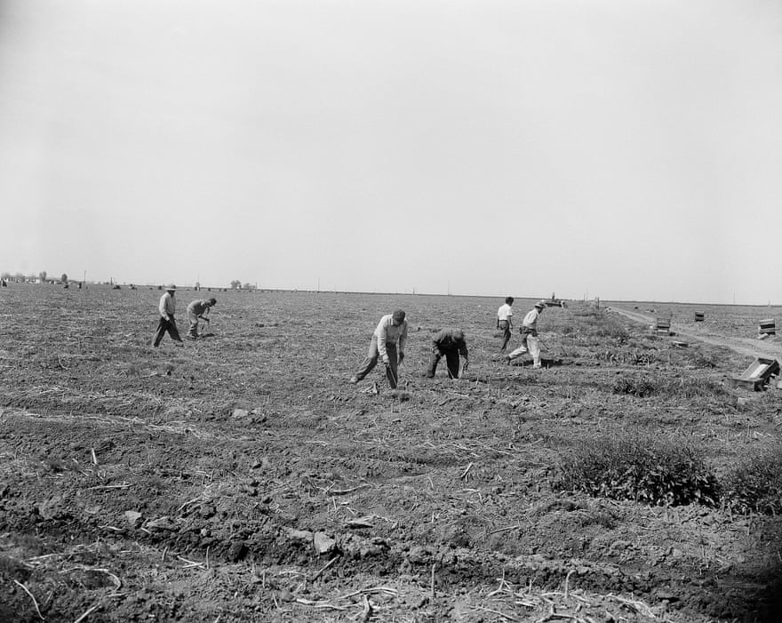 In this black-and-white photo from 1950, farm workers cut asparagus in a field.