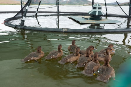 Madagascar pochard ducklings at the floating aviaries at Lake Sofia, which serve as their temporary aquatic home.