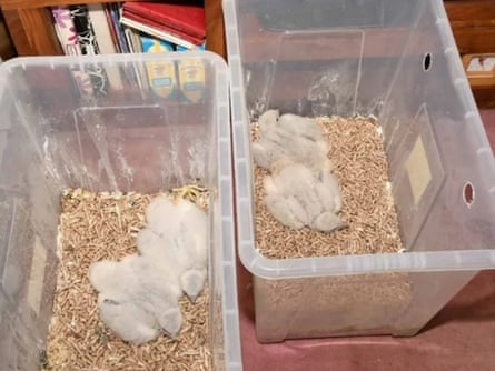 Two high sided plastic containers with two grey and fluffy chicks in each.