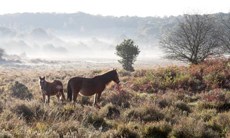 New Forest Pony and foal on heathland Howen Bottom near Fritham New Forest National Park, Hampshire, England.