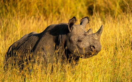 A closeup shot of a western black rhinoceros in the golden field in the daylight. The species is now extinct