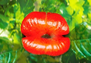 Hot lips plant in rainforest