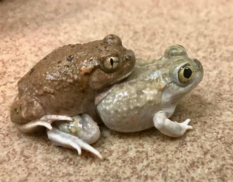 A female Plains spadefoot toad mating with a male Mexican spadefoot toad.