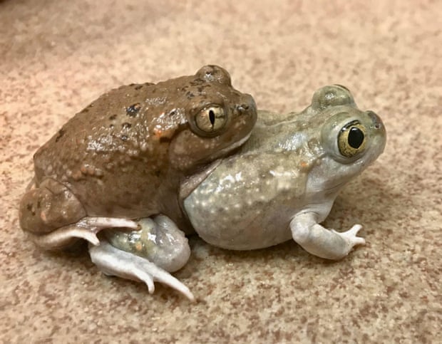 A female Plains spadefoot toad mating with a male Mexican spadefoot toad.