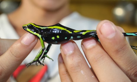 A close up of a woman holding a brightly coloured black and green frog