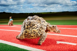 Tortoise on running track